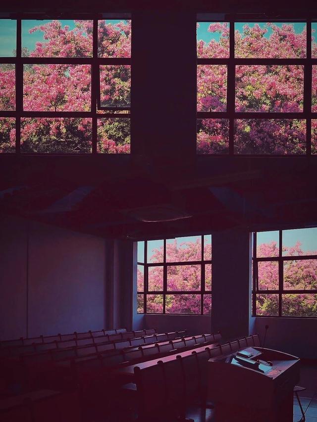 粉色异木棉盛放中！佛山五区这些观赏点，再不去就晚了