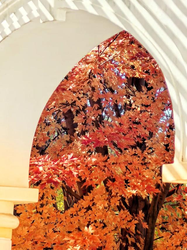 谁懂啊？这里的红枫，才是秋日“天花板”！