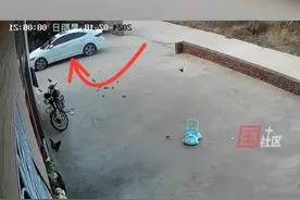 一群鸟撞击玻璃后摔落而亡！图片