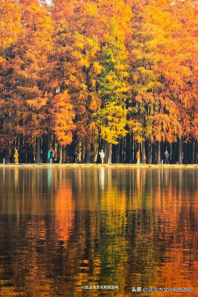 武汉这片杉树林，喀纳斯啊你！