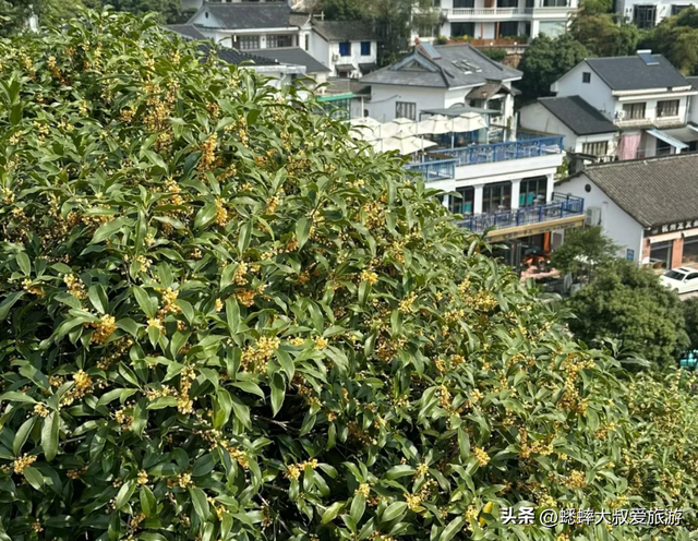 快来杭州一趟高雅之行吧，六大桂花秘境进度达70%，满城尽是香味