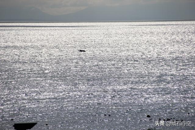 南部非洲：南非开普敦企鹅岛