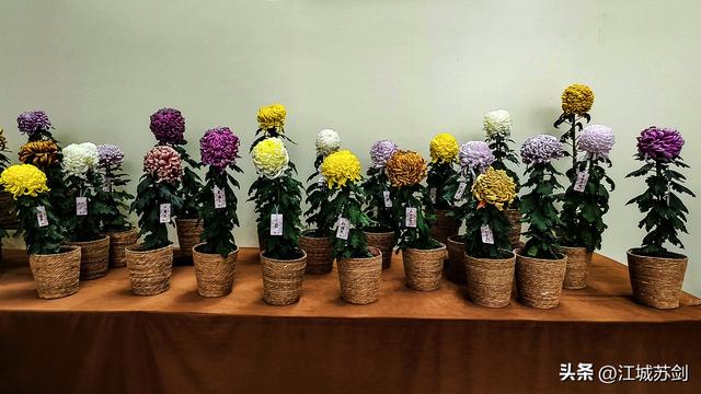 秋韵菊香、沙湖寻美—— 沙湖公园武汉第42届菊花展掠影