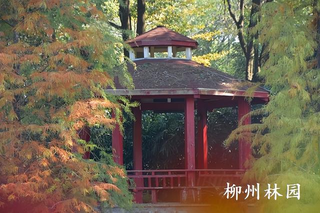 柳州园博园360株杉树点染冬季渐变色