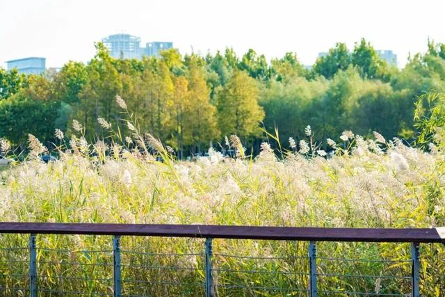 打卡限时浪漫，一键收藏隐珠街道最美秋色！