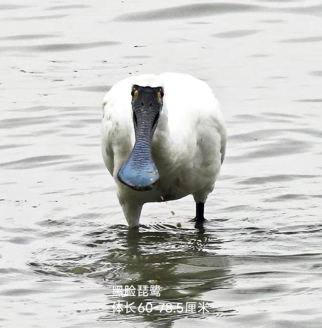 快乐的25/26深圳湾候鸟季