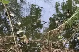 揭秘！野生甲鱼垂钓秘籍，让你一天狂收十几只！图片