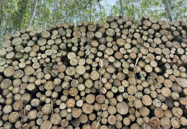 大开眼界！中式反坦克火箭弹被木头拦截，泰军是怎么做到的？