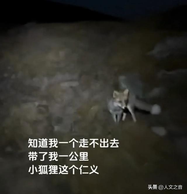 国庆假期奇闻：被困五台山偶遇狐狸引路