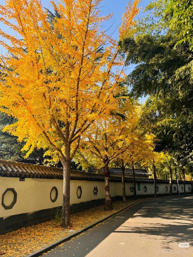 临沂免费赏秋好去处，错过你将后悔一整年！