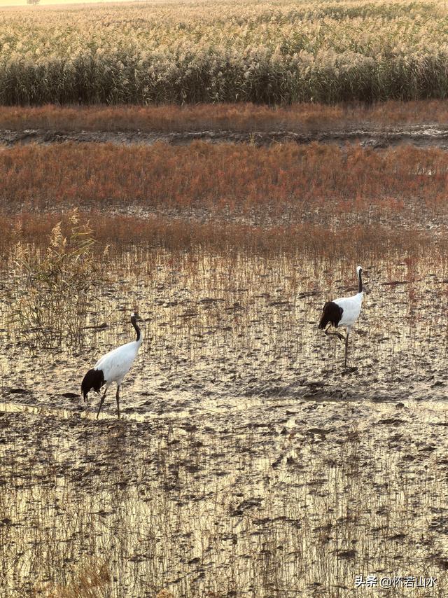 2025辽宁赏秋之旅日记(6)——到辽河口中国最北海岸线看日出 观鸟