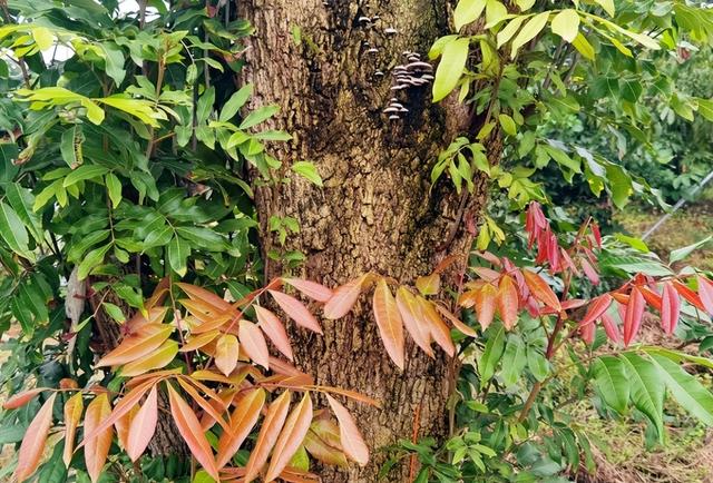 影沉枝聆万籁 蛙声遁迹问天和一一长江岸边泸州马道子村考察行