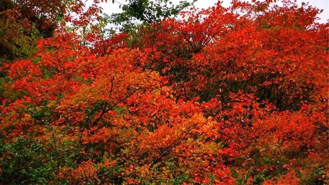 接下来的一个月，来汉中赏红叶就对了