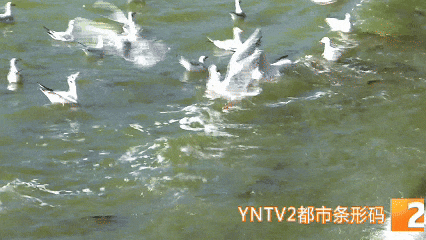 冬季限定！昆明海埂公园现新景观！鸥舞鱼跃人欢乐，快来打卡！