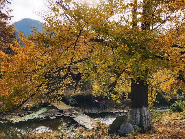 楚天金秋，银杏为笺：湖北五处银杏秘境，邂逅最诗意的流光