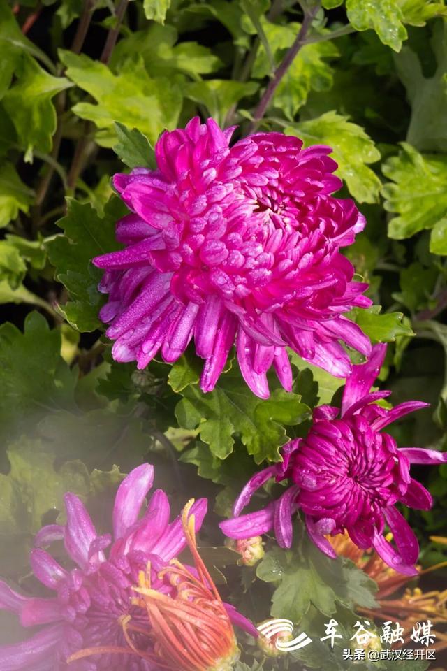 这个秋天，来武汉经开区共赴一场菊花之约