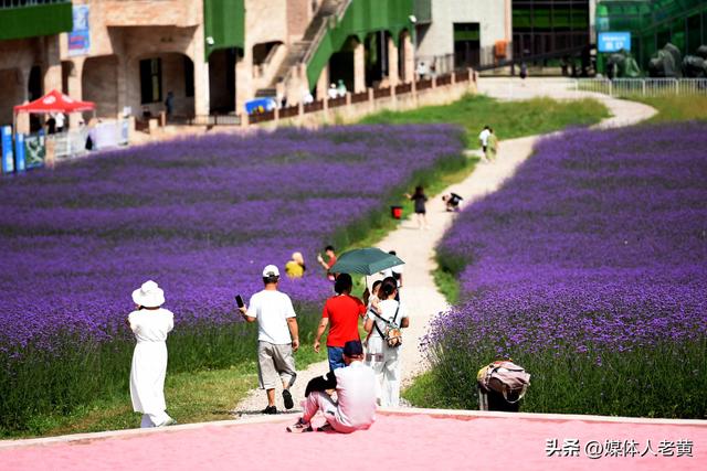 六盘水梅花山雪道变“紫色花海”避暑纳凉添新景