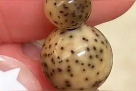玉化的星月菩提什么样，据说每个人的盘玩效果都不一样？图片