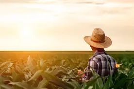 1两盐3两尿素就能变成一桶高效的除草剂，方法真的可行吗？图片