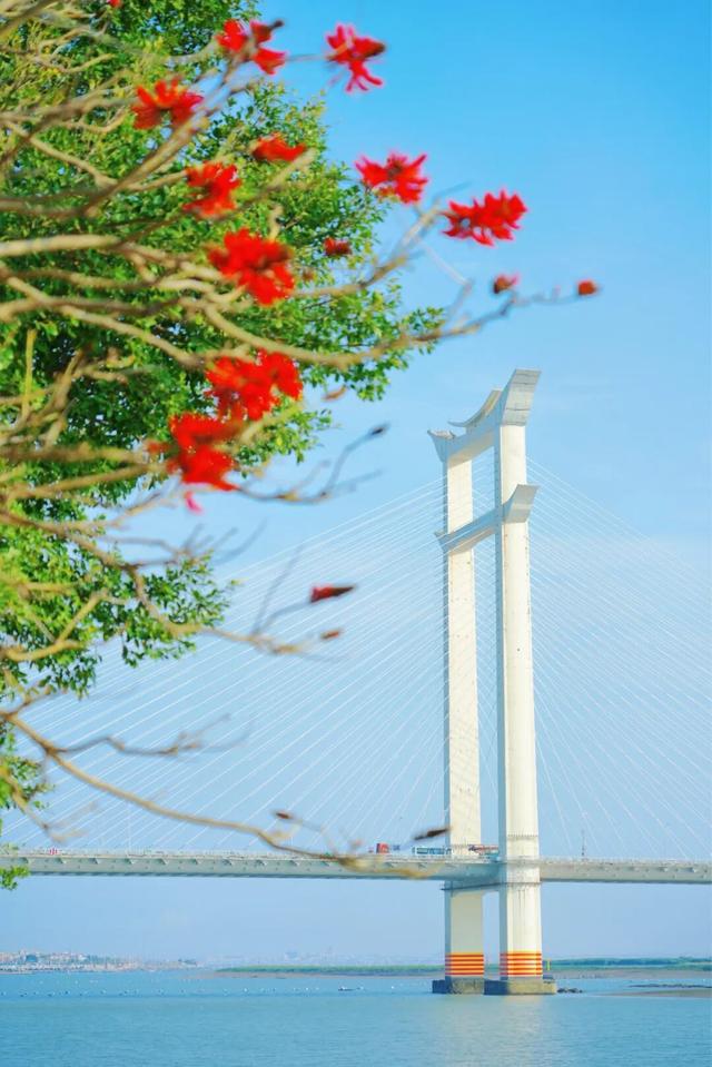 刺桐酝酿着「花事」，这场「盛事」也即将在泉州开启！