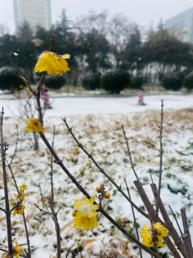 雪落莲城，许你一场纯净的冬日浪漫
