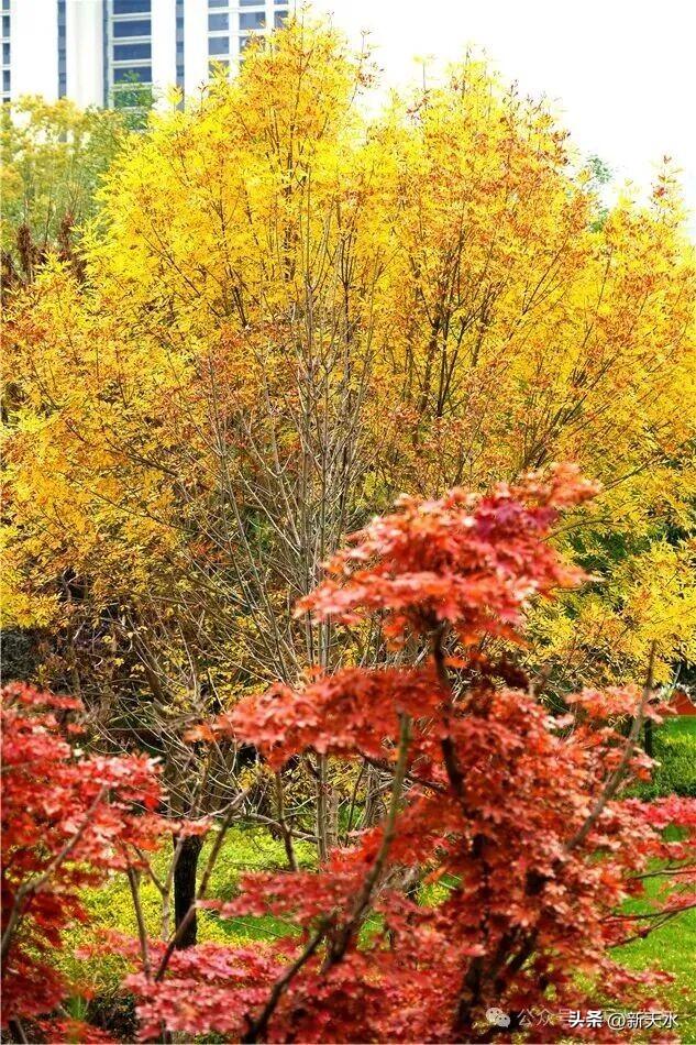 天水弘文园秋景美翻了，快去打卡！