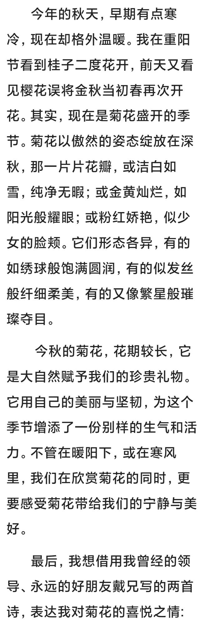 中山公园的菊花