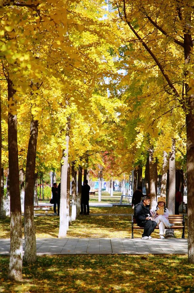 叶落临沂，步步皆是诗意画卷