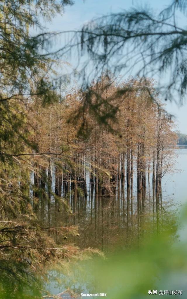 骑遇坪山① | 宝藏“高颜值”骑行线，拍出森系大片刷爆朋友圈