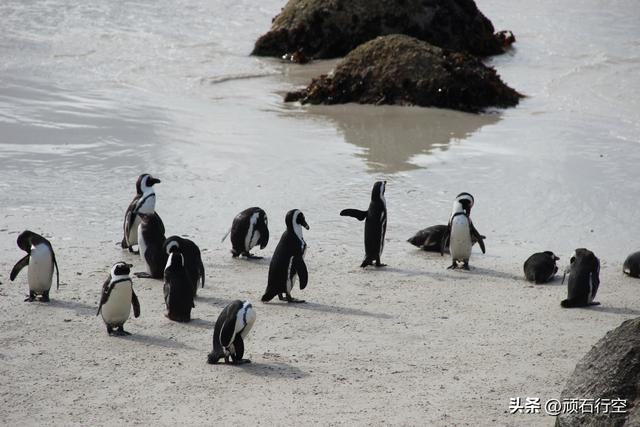 南部非洲：南非开普敦企鹅岛