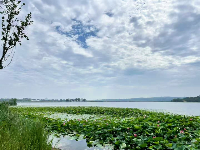 限定版夏日浪漫！闯入淄博的「莫奈花园」！
