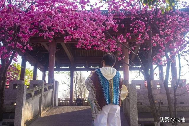大理赏樱拍照不用去校园和景区，三月街的这座无名凉亭就很出片