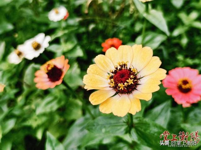 湘江西岸“花腰带”盛情绽放入画来