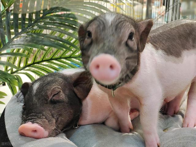 生肖猪：急急急！该来的还是得来，或迟或早	，你躲不掉的！