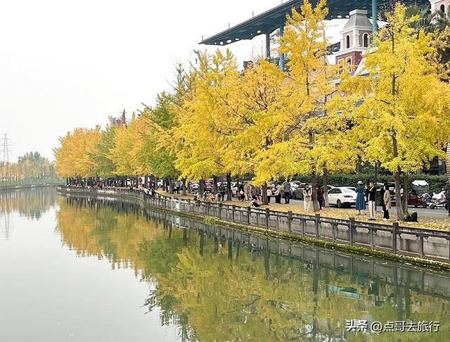 成都2公里长的银杏长廊，超级壮观，美爆了！地铁公交车可达！