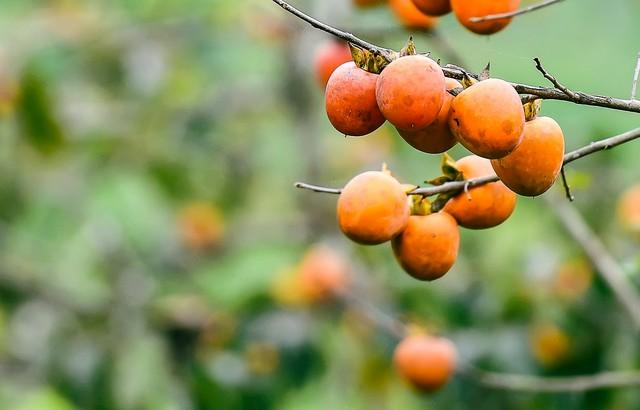 从化桂峰村赏秋，