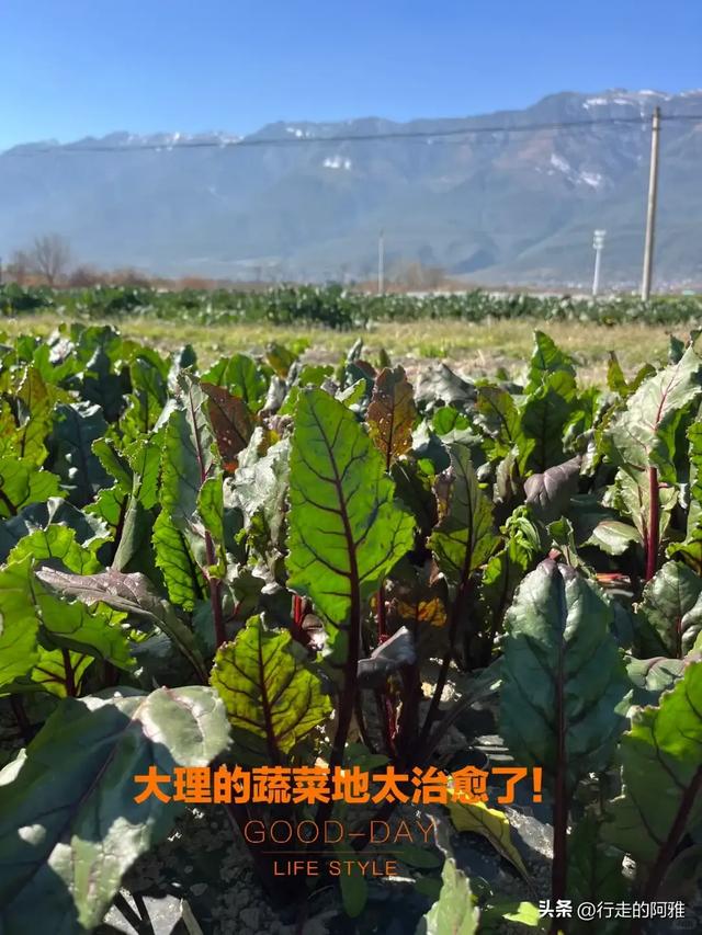 和老伴去云南大理住了俩月，我实话实说：跟网上说的不太一样