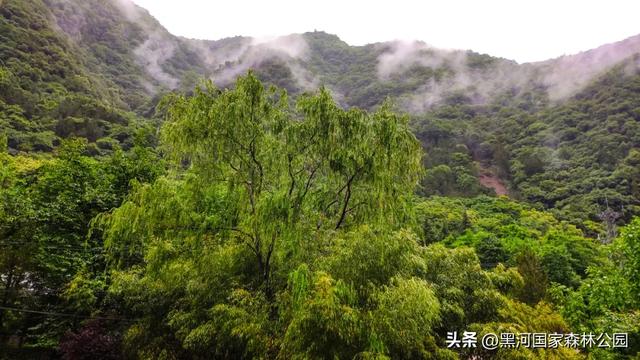 来一场「云赏黑河」之旅！听雨观山，神游林海