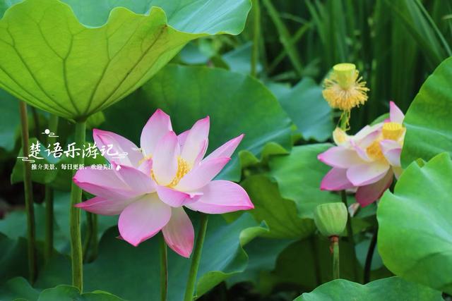 浙江宁波这个古村也成了观荷地，村中荷塘古朴而文艺，游玩很惬意
