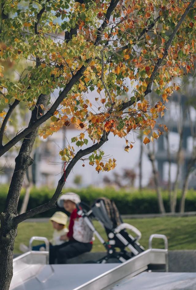 锦江公园秋意浓！红枫银杏作点缀，行走坐卧皆是诗~