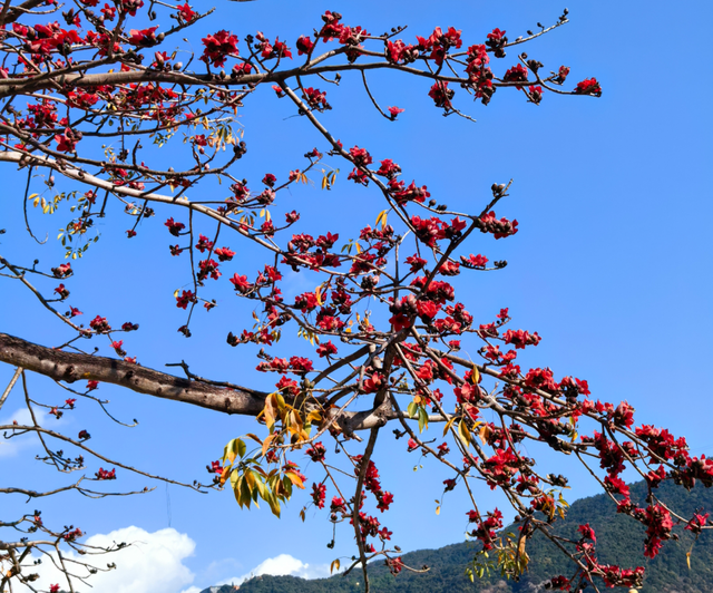 春风有信，木棉花开有期！在东莞观音山，找到了春天热烈的模样！