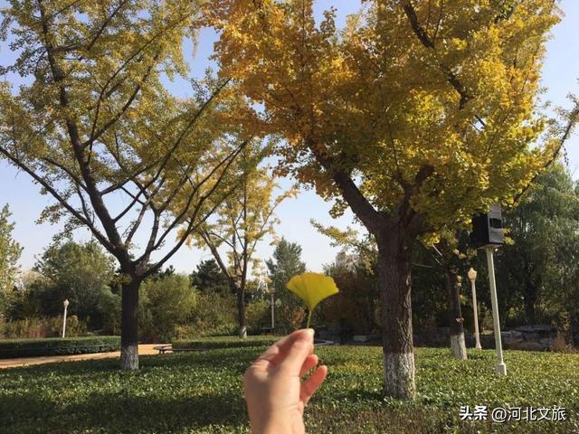 收藏！秦皇岛“银杏观赏地图”出炉，这八处胜地解锁璀璨深秋~