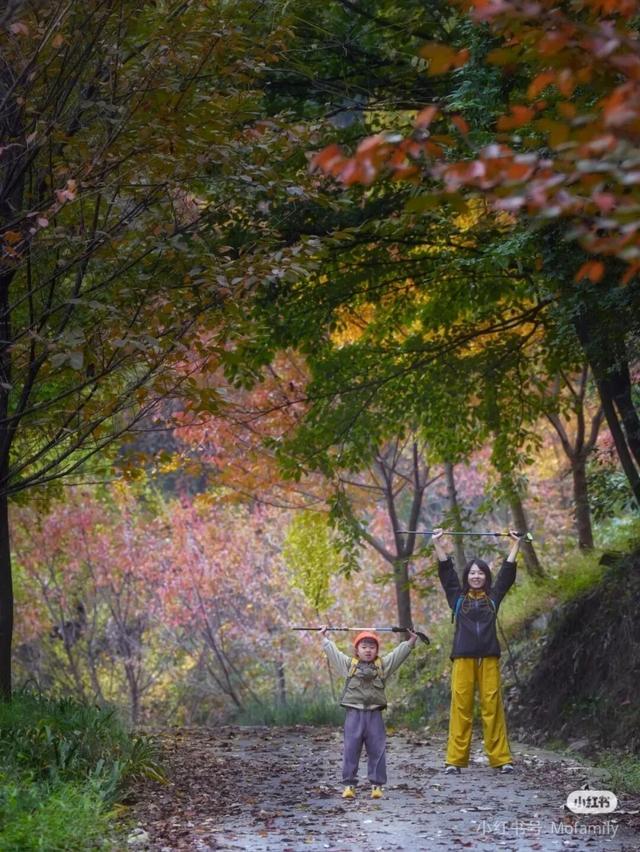 黄了！彩了！1h刹拢成都最近赏秋地，徒步拿奖牌、邂逅古寺银杏！老街美食好吃惨！