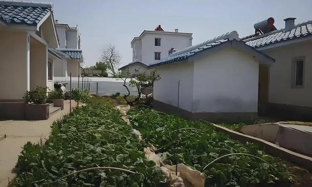 在朝鲜的玉泉国营农场,职工们可以敞开吃蔬菜,住免费的二层洋楼