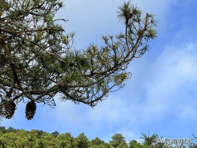 昆明藏了个“小瓦尔登湖”！人少景静，治愈所有疲惫