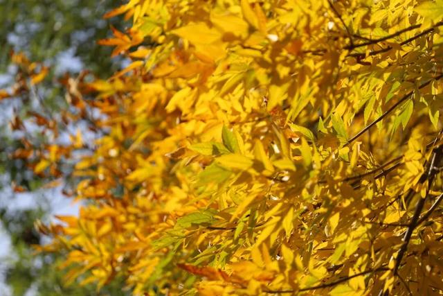 来淄博“捡秋”！海岱楼、周村大街…全被捡出来了→