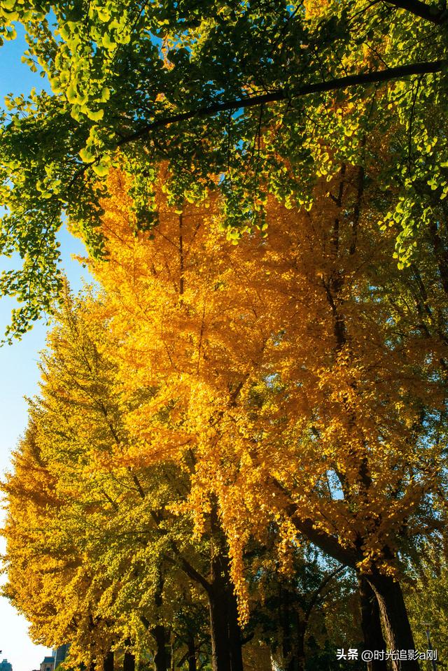 这么近那么美，银杏里的河北最美！