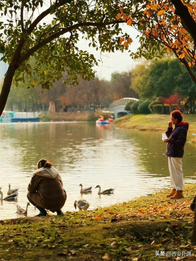 红透了！西安这片水上杉林，已进入最佳观赏期！