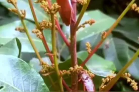 “臭屁虫”卖400元1斤堪比冰荔？有东莞人说它是“童年的味道”图片