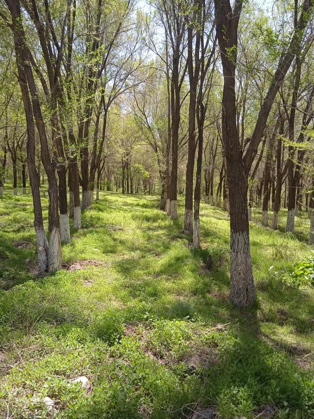 乌市雅山西边的湿地，登山步道14号打卡点，那里人少有大自然野趣